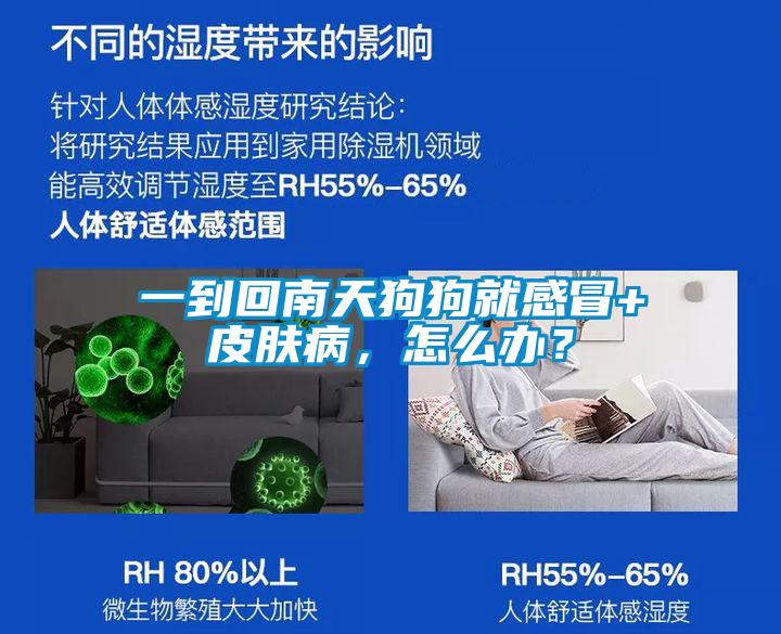 一到回南天狗狗就感冒+皮膚病，怎么辦？