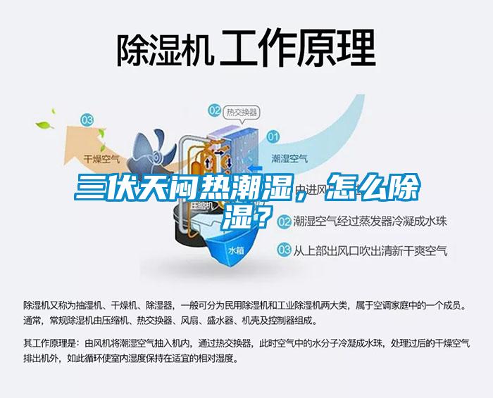 三伏天悶熱潮濕，怎么除濕？