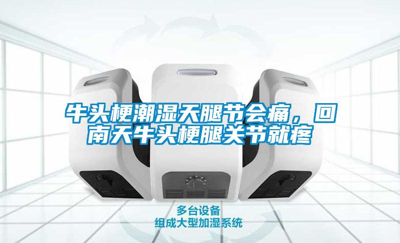 牛頭梗潮濕天腿節會痛，回南天牛頭梗腿關節就疼