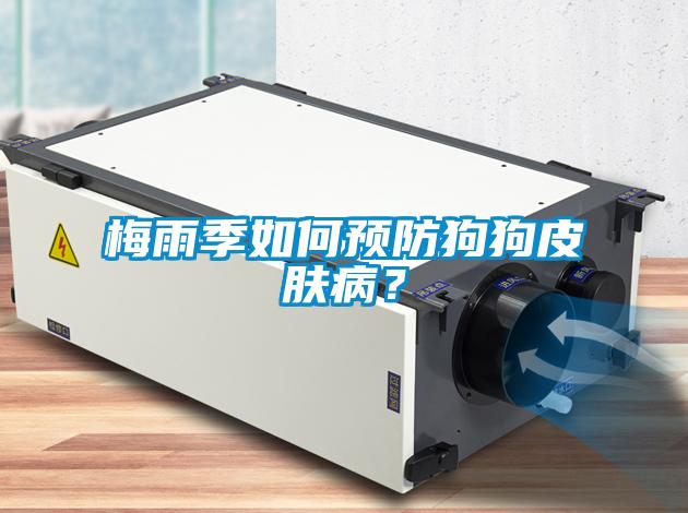 梅雨季如何預防狗狗皮膚??？