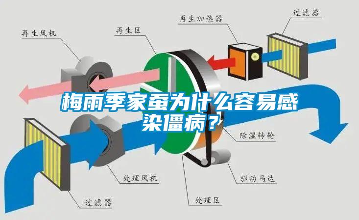 梅雨季家蠶為什么容易感染僵??？