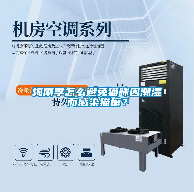 梅雨季怎么避免貓咪因潮濕而感染貓癬？