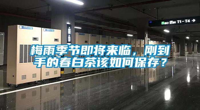 梅雨季節即將來臨，剛到手的春白茶該如何保存？