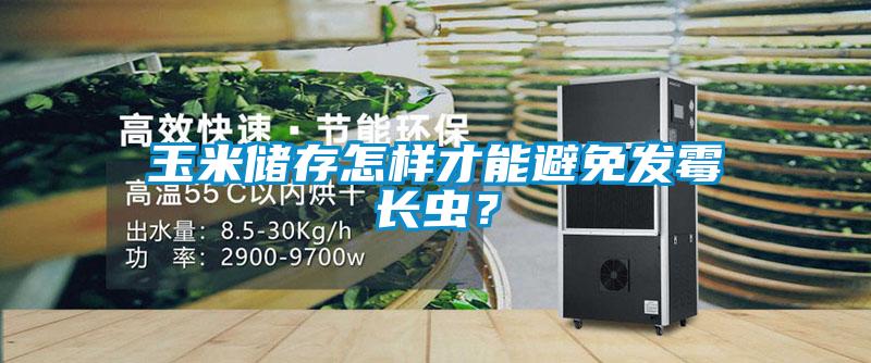 玉米儲存怎樣才能避免發霉長蟲？