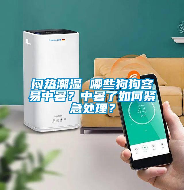 悶熱潮濕 哪些狗狗容易中暑？中暑了如何緊急處理？