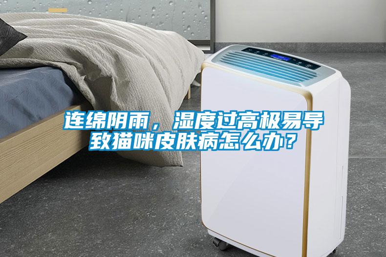 連綿陰雨，濕度過高極易導致貓咪皮膚病怎么辦？