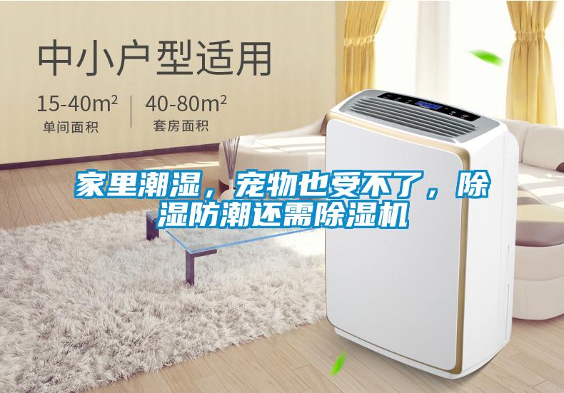 家里潮濕，寵物也受不了，除濕防潮還需除濕機