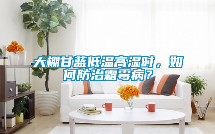大棚甘藍低溫高濕時，如何防治霜霉??？
