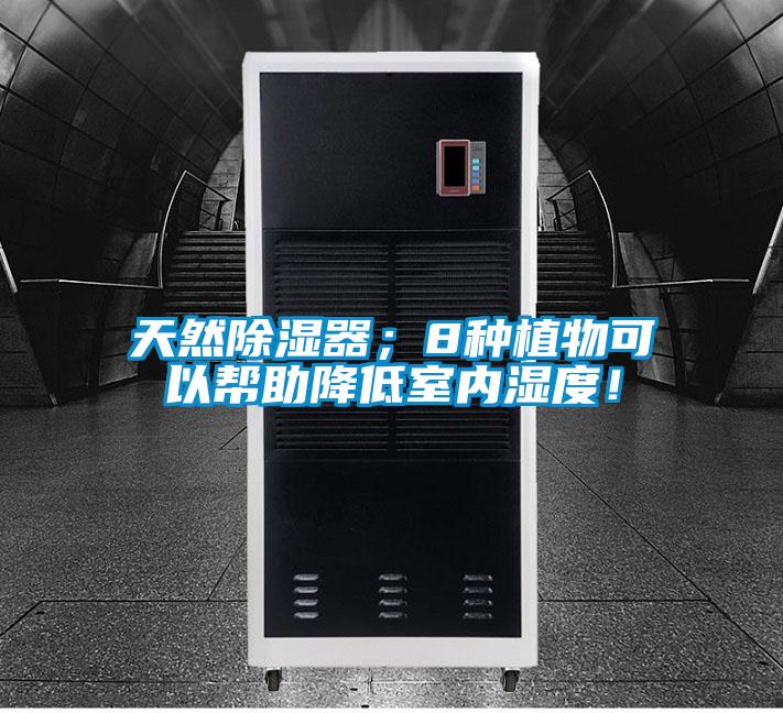天然除濕器；8種植物可以幫助降低室內濕度！