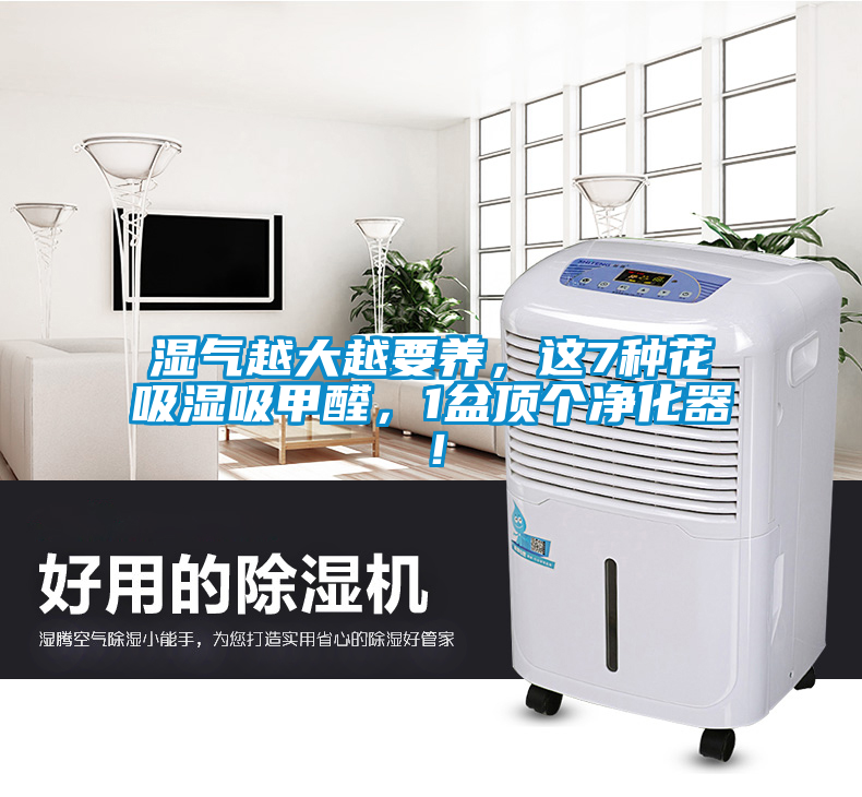 濕氣越大越要養，這7種花吸濕吸甲醛，1盆頂個凈化器！