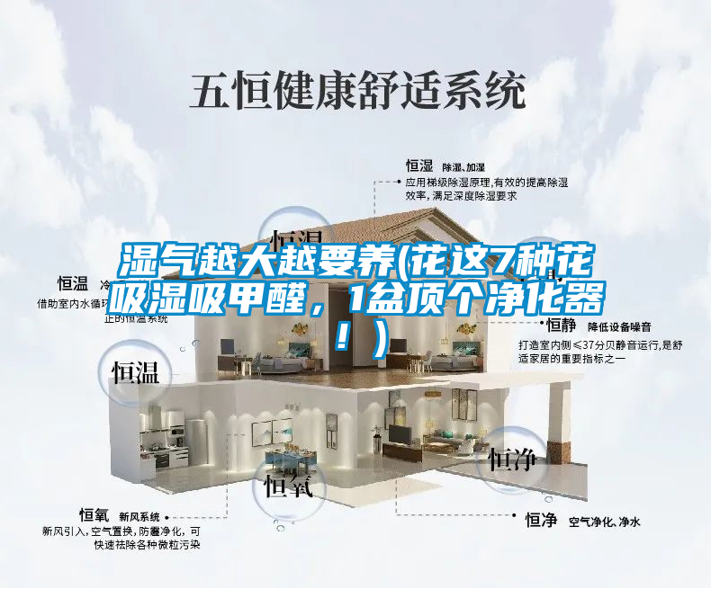 濕氣越大越要養(花這7種花吸濕吸甲醛，1盆頂個凈化器！)